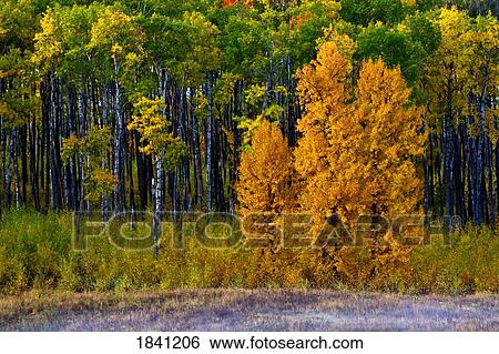 Fall trees View Large Photo Image Stock Photograph - Fall trees. Fotosearch