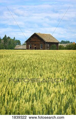Stock Image - Farm building and crop. Fotosearch