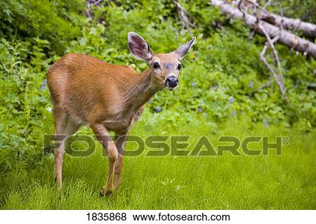 Stock Photo - Fawn, Mt. Rainier National Park, Washington State, USA . Fotosearch