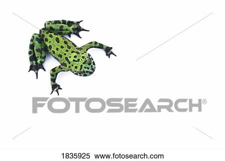 Stock Photography - Fire belly frog. Fotosearch