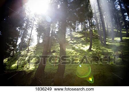 Forest in sunlight, Lidderwat, Kashmir, India View Large Photo Image Stock Photo - Forest in sunlight, Lidderwat, Kashmir, India. Fotosearch