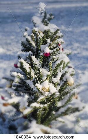 Fresh snow on a Christmas tree View Large Photo Image Picture - Fresh snow on a Christmas tree. Fotosearch