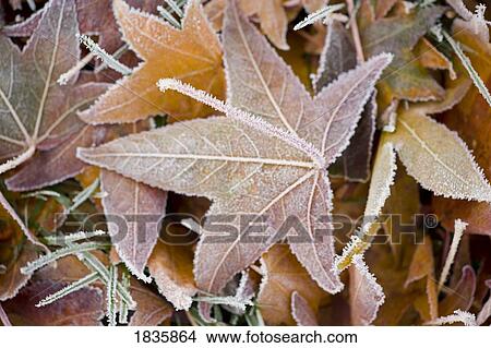 Frost on leaves View Large Photo Image Picture - Frost on leaves. Fotosearch