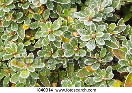 Frost on Rhododendron leaves, Portland, Oregon, USA View Large Photo Image Picture - Frost on Rhododendron leaves, Portland, Oregon, USA. Fotosearch
