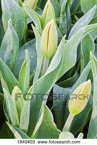 Stock Image - Frosted tulips. Fotosearch