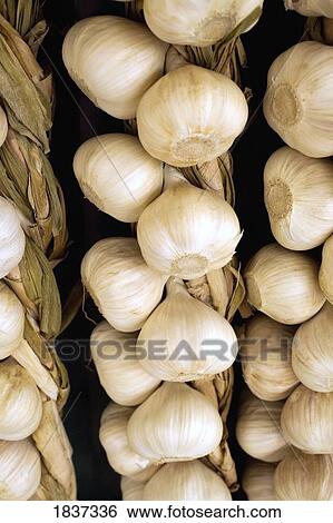 Garlic bulbs View Large Photo Image Stock Photograph - Garlic bulbs. Fotosearch
