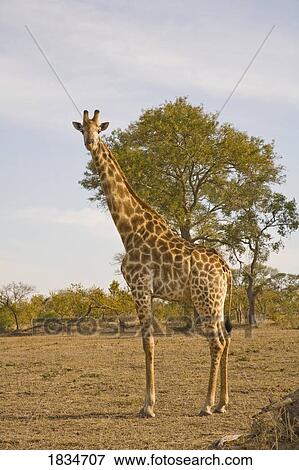 Giraffe (Giraffa camelopardalis), Arathusa Safari Lodge, Sabi Sand Reserve, Mpumalanga, South Africa View Large Photo Image Stock Photo - Giraffe (Giraffa camelopardalis), Arathusa Safari Lodge, Sabi Sand Reserve, Mpumalanga, South Africa . Fotosearch