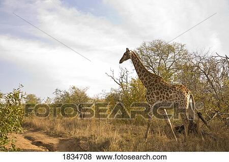 Stock Photo - Giraffe (Giraffa camelopardalis), Arathusa Safari Lodge, Sabi Sand Reserve, Mpumalanga, South Africa . Fotosearch