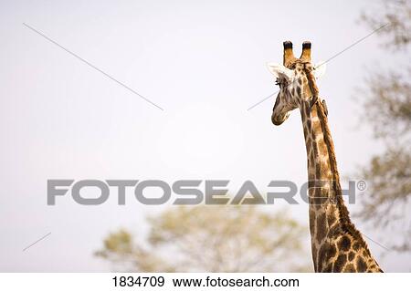 Giraffe (Giraffa camelopardalis), Arathusa Safari Lodge, Sabi Sand Reserve, Mpumalanga, South Africa View Large Photo Image Stock Photo - Giraffe (Giraffa camelopardalis), Arathusa Safari Lodge, Sabi Sand Reserve, Mpumalanga, South Africa . Fotosearch