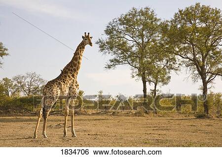 Stock Photograph - Giraffe (Giraffa camelopardalis), Arathusa Safari Lodge, Sabi Sand Reserve, Mpumalanga, South Africa . Fotosearch