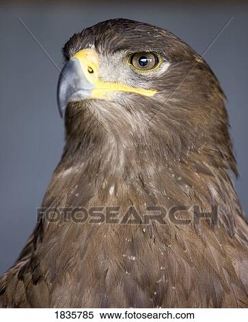 Golden Eagle (Aquila chrysaetos) View Large Photo Image Stock Photography - Golden Eagle (Aquila chrysaetos). Fotosearch