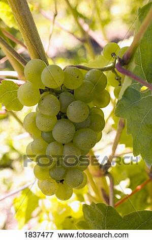 Stock Photo - Grapes on the vine. Fotosearch