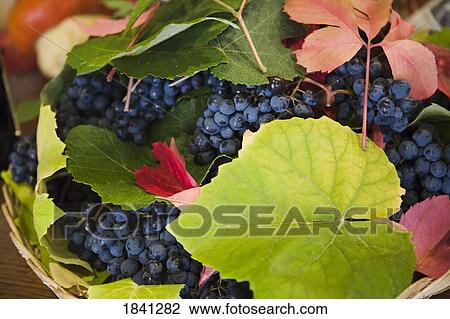 Grapes View Large Photo Image Stock Image - Grapes. Fotosearch