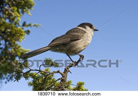Gray jay on a tree branch View Large Photo Image Stock Image - Gray jay on a tree branch. Fotosearch