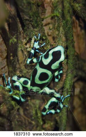 Green and Black Poison Dart Frog (Dendrobates auratus) View Large Photo Image Stock Image - Green and Black Poison Dart Frog (Dendrobates auratus) . Fotosearch