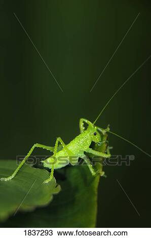Stock Image - Green cricket. Fotosearch