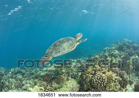Green Sea Turtle (Chelonioidea), Turtle Cleaning Station, South Maui, Hawaii, USA View Large Photo Image Stock Image - Green Sea Turtle (Chelonioidea), Turtle Cleaning Station, South Maui, Hawaii, USA. Fotosearch