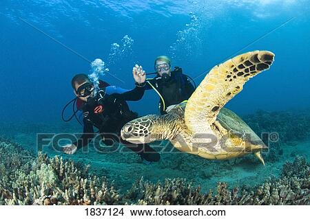 Green Sea Turtle, Turtle Cleaning Station near Makena State Park, Maui, Hawaii, USA View Large Photo Image Picture - Green Sea Turtle, Turtle Cleaning Station near Makena State Park, Maui, Hawaii, USA . Fotosearch