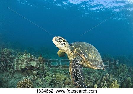 Stock Image - Green Sea Turtle, Turtle Cleaning Station, South Maui, Hawaii, USA. Fotosearch