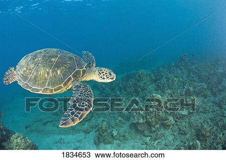Stock Image - Green Sea Turtle, Turtle Cleaning Station, South Maui, Hawaii, USA. Fotosearch
