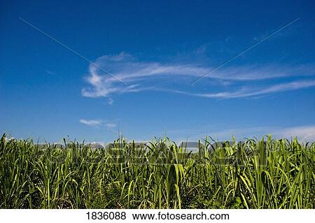 Haiti; Sugarcane (Saccharum) View Large Photo Image Stock Photo - Haiti; Sugarcane (Saccharum). Fotosearch