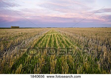 Harvested field View Large Photo Image Stock Photograph - Harvested field. Fotosearch