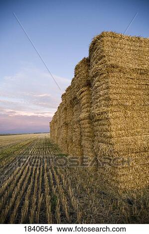 Hay bales View Large Photo Image Picture - Hay bales. Fotosearch