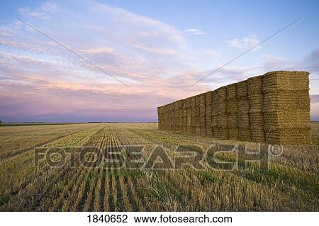 Hay bales View Large Photo Image Stock Image - Hay bales. Fotosearch