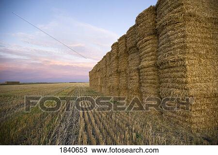 Stock Image - Hay bales. Fotosearch