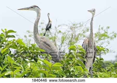 Herons, Wacodahatchee Wetlands, Florida, USA View Large Photo Image Stock Photograph - Herons, Wacodahatchee Wetlands, Florida, USA. Fotosearch