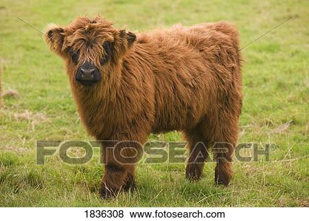 Stock Photo - Highland calf. Fotosearch