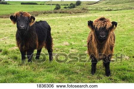 Highland calves View Large Photo Image Stock Photograph - Highland calves. Fotosearch