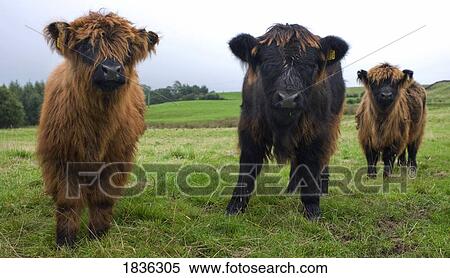 Highland calves View Large Photo Image Stock Photography - Highland calves. Fotosearch