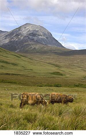Highland cattle, Paps of Jura, Scotland View Large Photo Image Stock Photo - Highland cattle, Paps of Jura, Scotland. Fotosearch