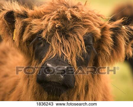 Stock Image - Highland cow. Fotosearch