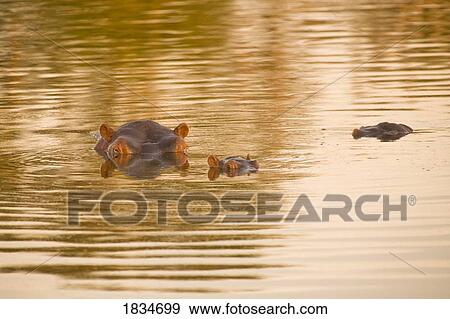 Stock Photo - Hippopotamus (Hippopotamus amphibius), Arathusa Safari Lodge, Sabi Sand Reserve, Mpumalanga, South Africa . Fotosearch
