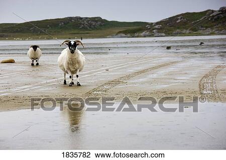 Horned sheep on the beach, Colonsay, Scotland View Large Photo Image Stock Image - Horned sheep on the beach, Colonsay, Scotland. Fotosearch