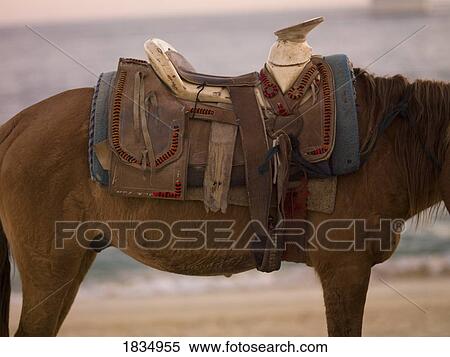 Stock Photography - Horse and saddle. Fotosearch