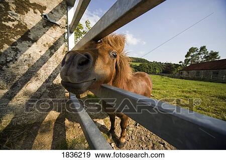 Stock Photo - Horse behind a fence. Fotosearch