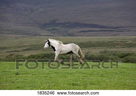 Horse running in field View Large Photo Image Stock Photograph - Horse running in field. Fotosearch