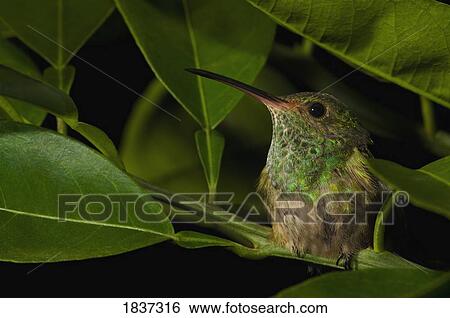 Hummingbird resting in a tree View Large Photo Image Stock Photograph - Hummingbird resting in a tree. Fotosearch