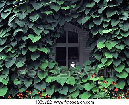 Stock Image - Ivy covered window. Fotosearch