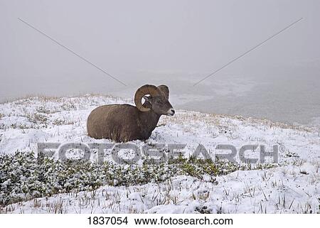 Picture - Jasper National park, Alberta, Canada; Bighorn Sheep (Ovis canadensis) . Fotosearch