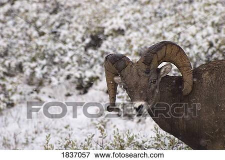 Stock Photo - Jasper National Park, Alberta, Canada; Bighorn Sheep (Ovis canadensis). Fotosearch
