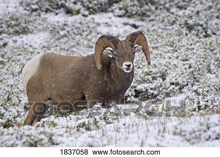 Stock Photo - Jasper National Park, Alberta, Canada; Bighorn Sheep (Ovis Canadensis). Fotosearch