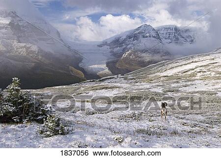 Stock Photograph - Jasper National park, Alberta, Canada; Bighorn Sheep (Ovis canadensis). Fotosearch