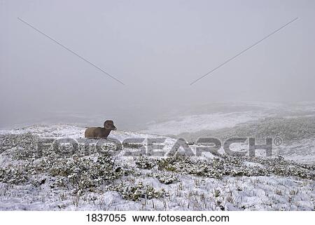 Stock Photography - Jasper National park, Alberta, Canada; Bighorn Sheep (Ovis canadensis). Fotosearch