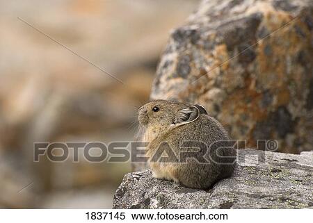 Stock Photography - Jasper National Park, Jasper, Alberta, Canada; Pika (Ochotonidae) . Fotosearch
