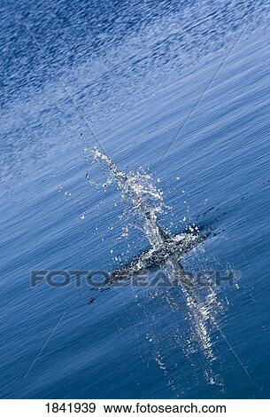 Stock Photo - Jumping fish. Fotosearch