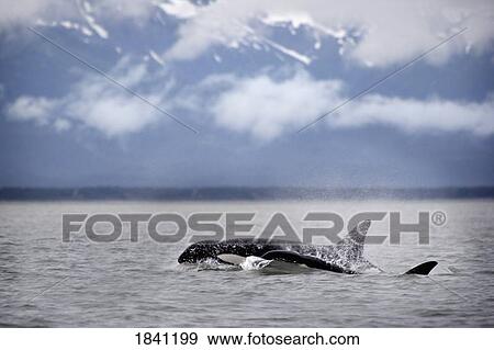 Stock Photo - Killer whales, Alaska. Fotosearch